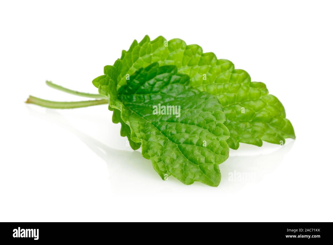 Fresh lemon balm or melissa isolated on white background Stock Photo