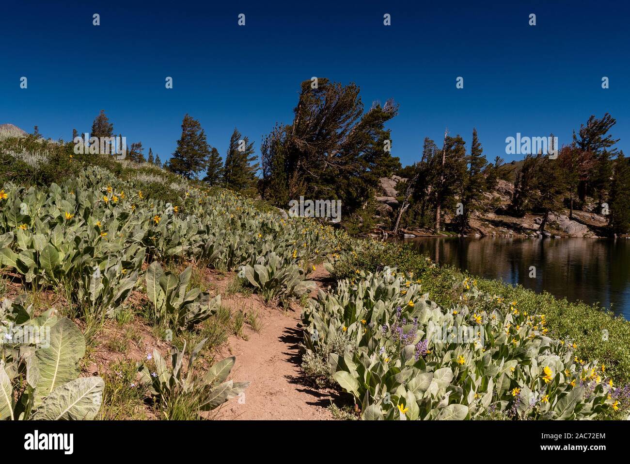 A trail around Sierra Nevada's Frog Lake during the day in spring