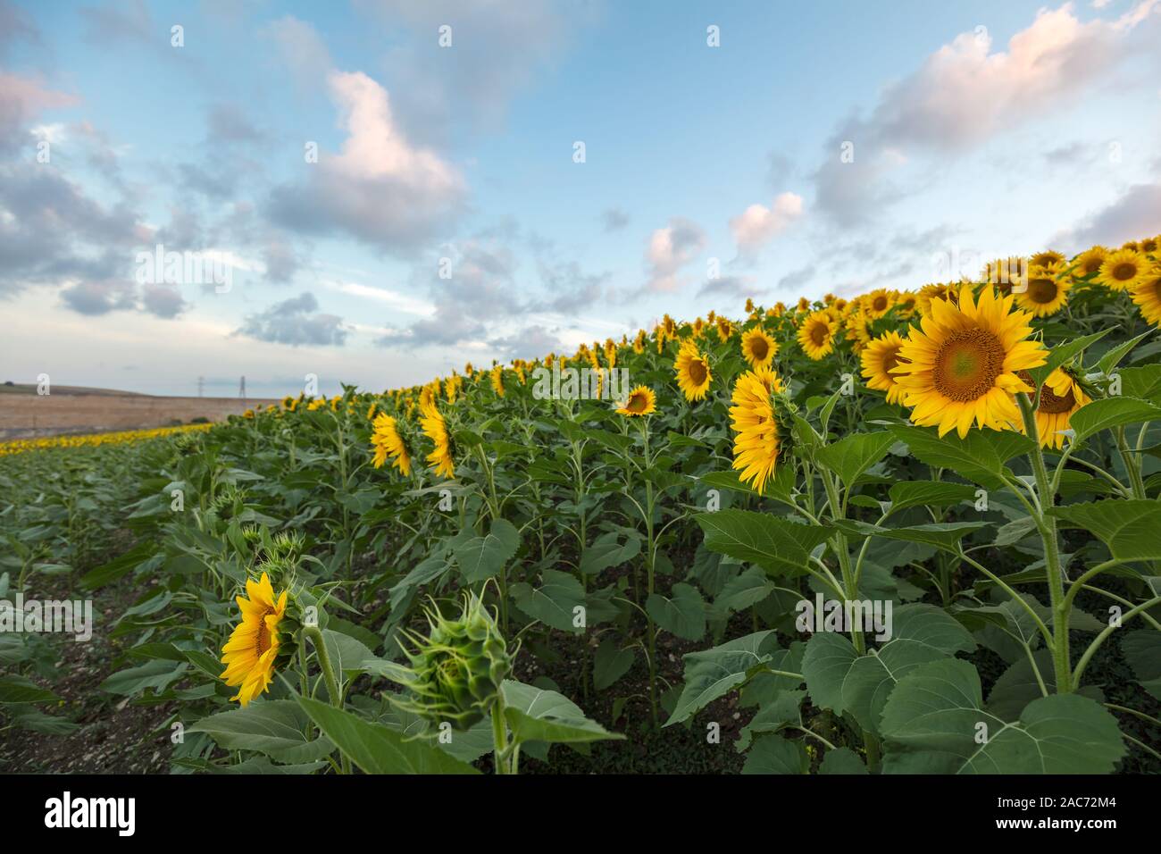Farm field of sunflowers and cloudy sky, full frame Stock Photo - Alamy