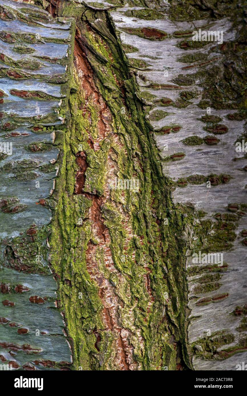 The bark  the Japanese Cherry tree, Prunus serrulata, with an old wound covered in green moss- texture or background Stock Photo