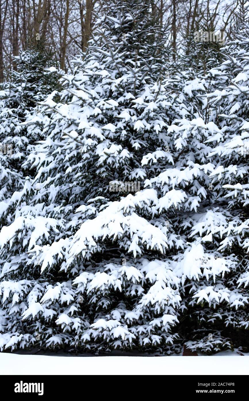 Evergreen Trees Snow Close Up High Resolution Stock Photography and ...