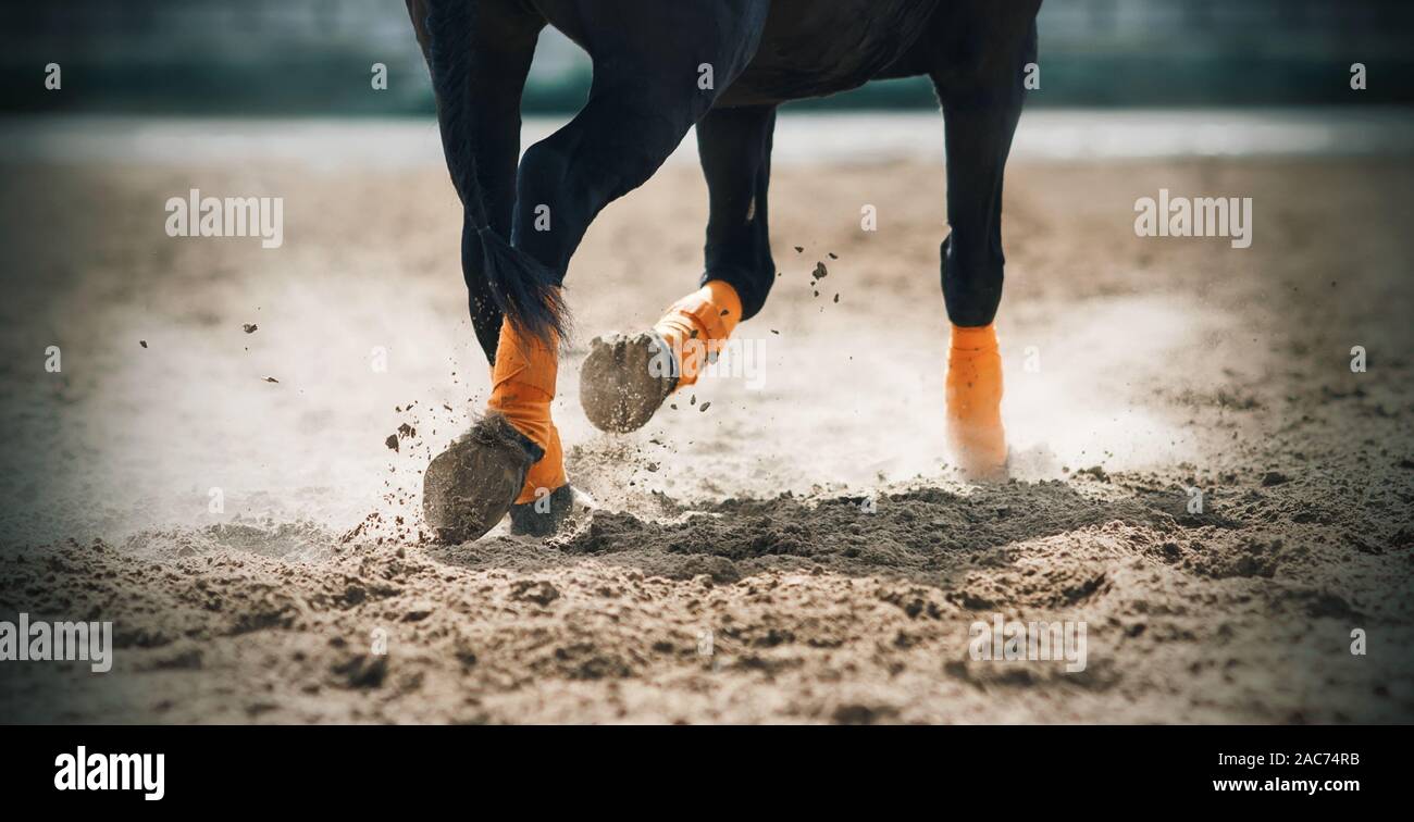 The legs of an unshod black horse, bound in orange bandages, trotting across the sandy arena and kicking up dust as light as mist, illuminated by the Stock Photo
