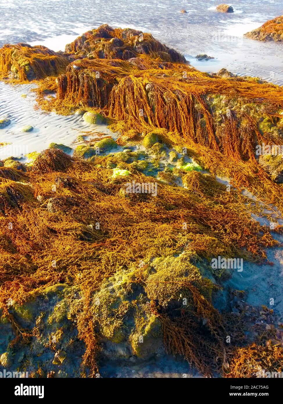 Green mossy rocks wet surface hi-res stock photography and images - Alamy