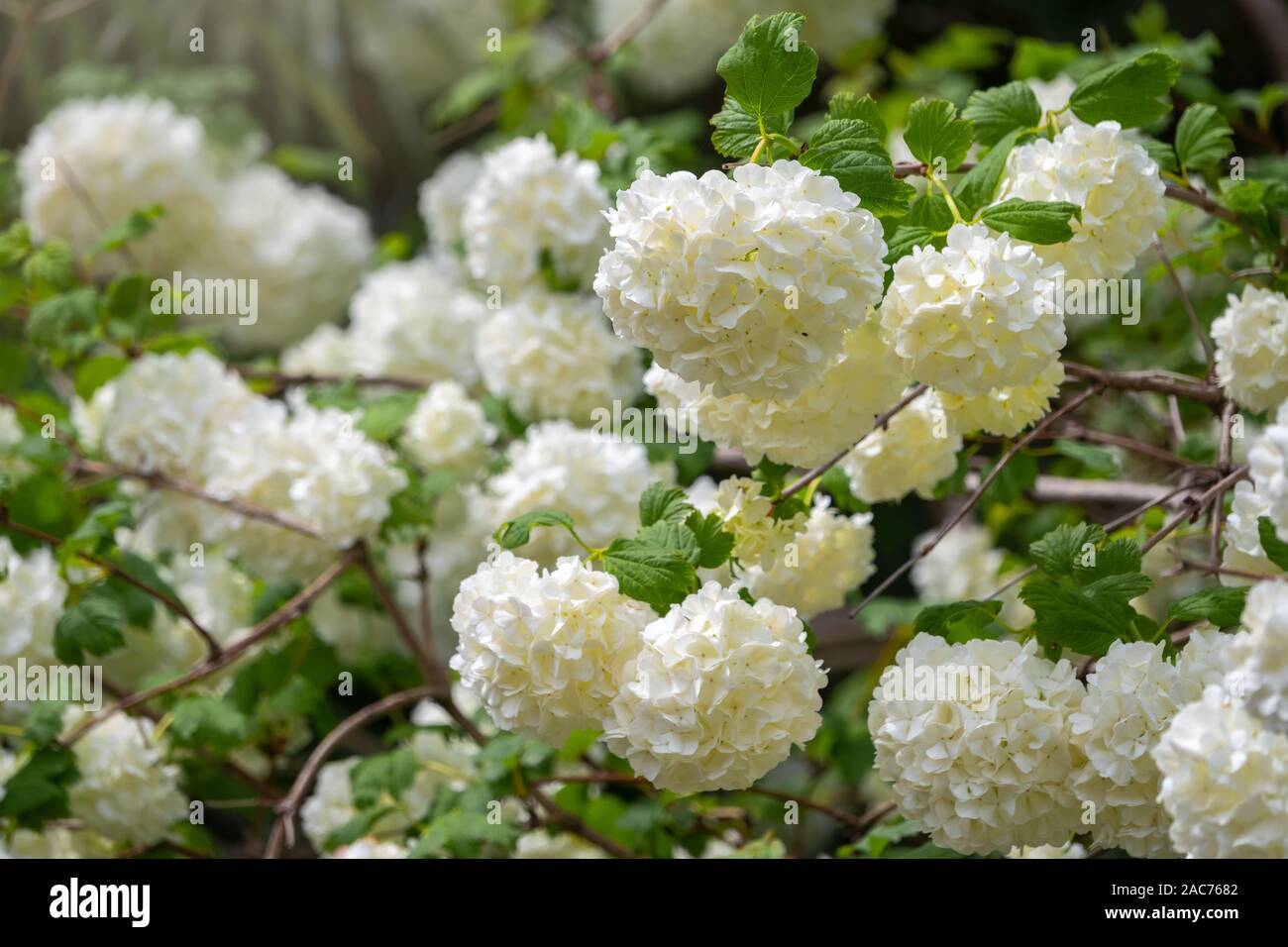 Lush white flowers of viburnum roseum. White flowers with blurred background. Stock Photo
