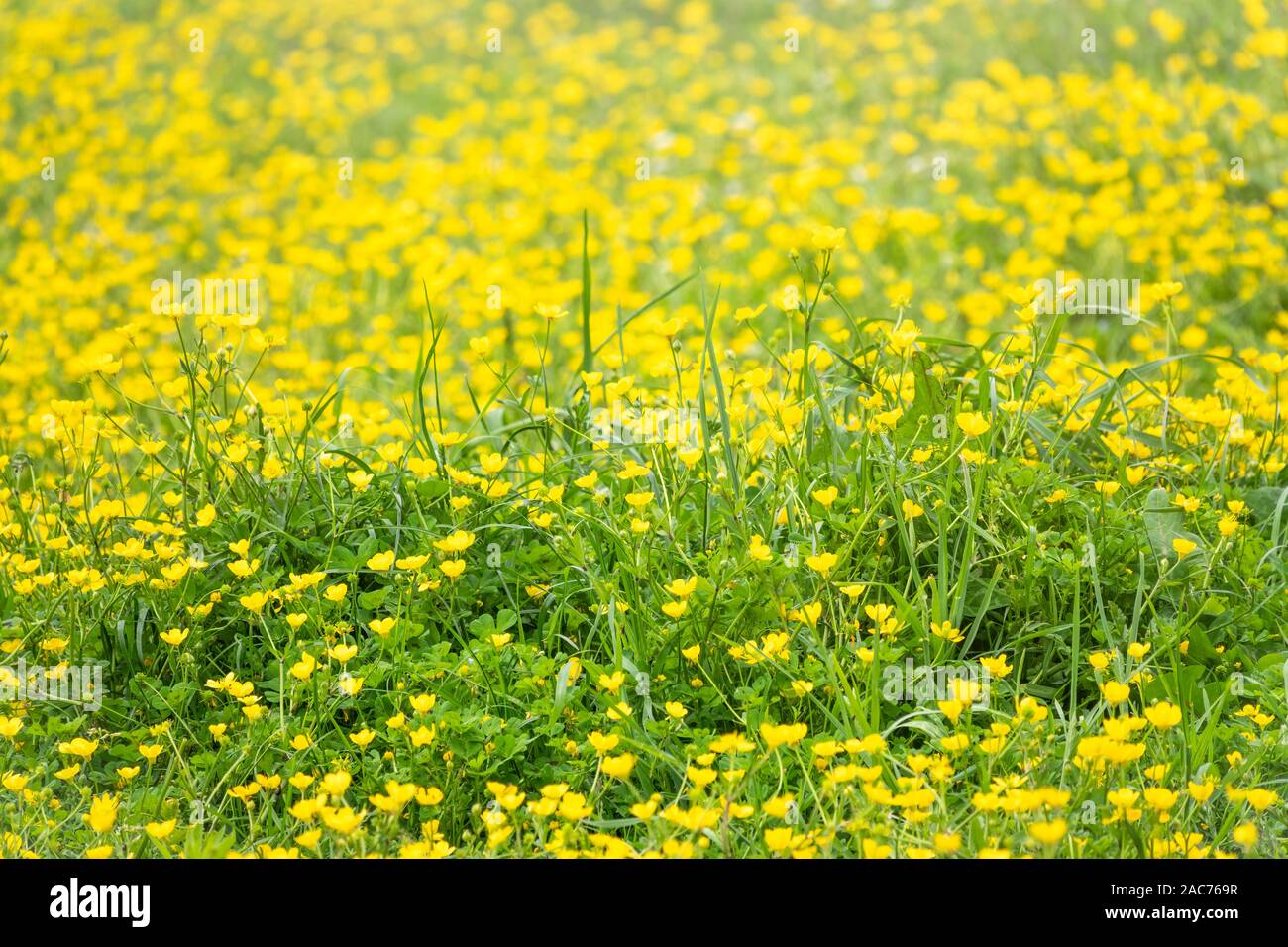 Green meadow with yellow wildflowers in the sunlight. Nature background ...