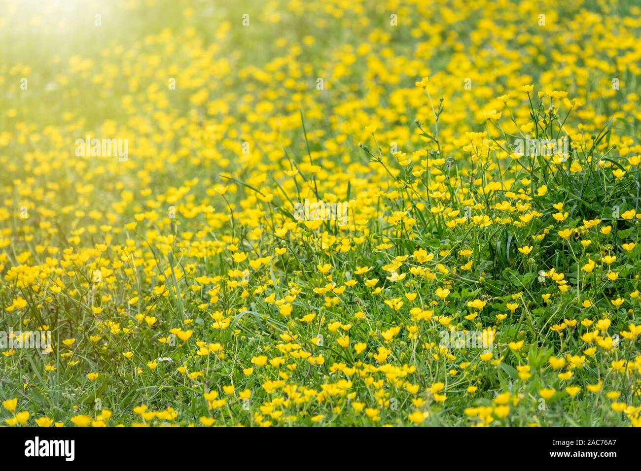 Green meadow with yellow wildflowers in the sunlight. Nature background ...