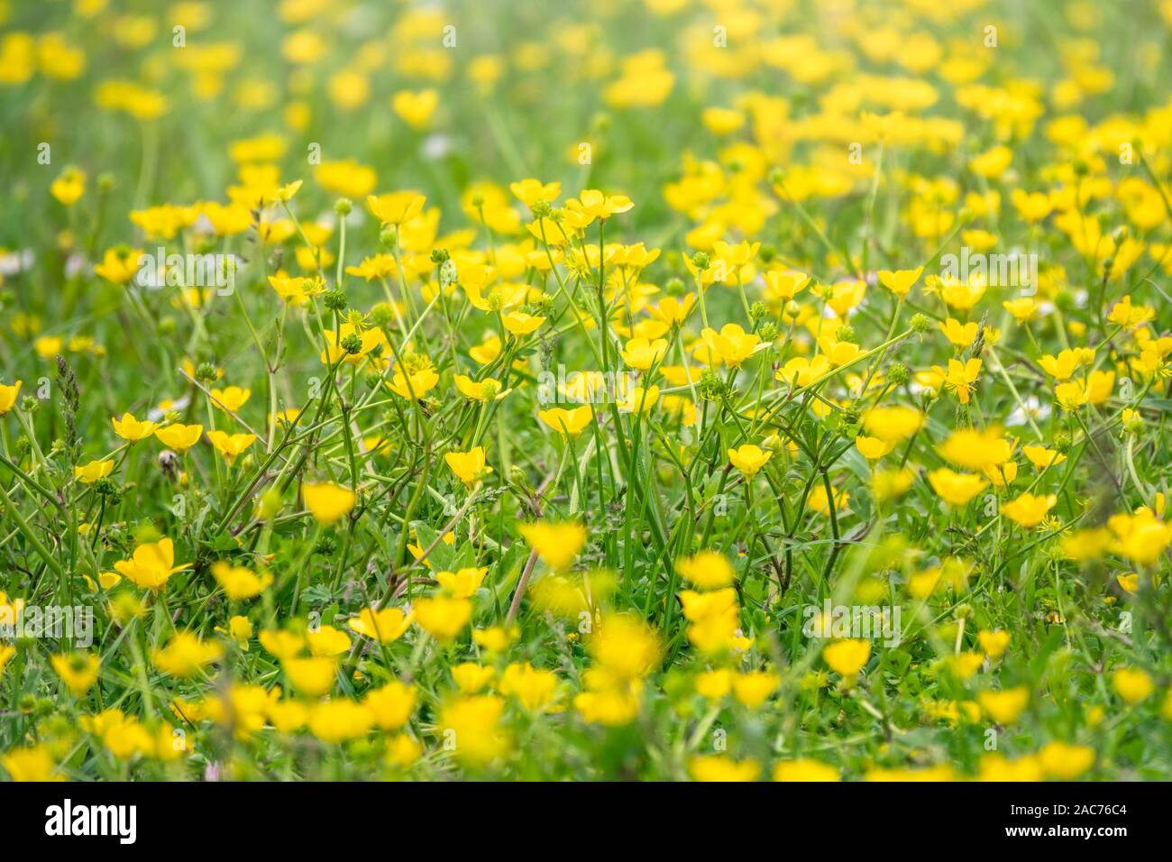 Green meadow with yellow wildflowers in the sunlight. Nature background ...