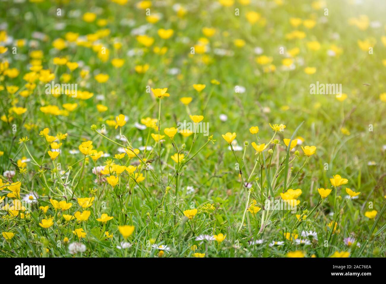Green meadow with yellow wildflowers in the sunlight. Nature background ...