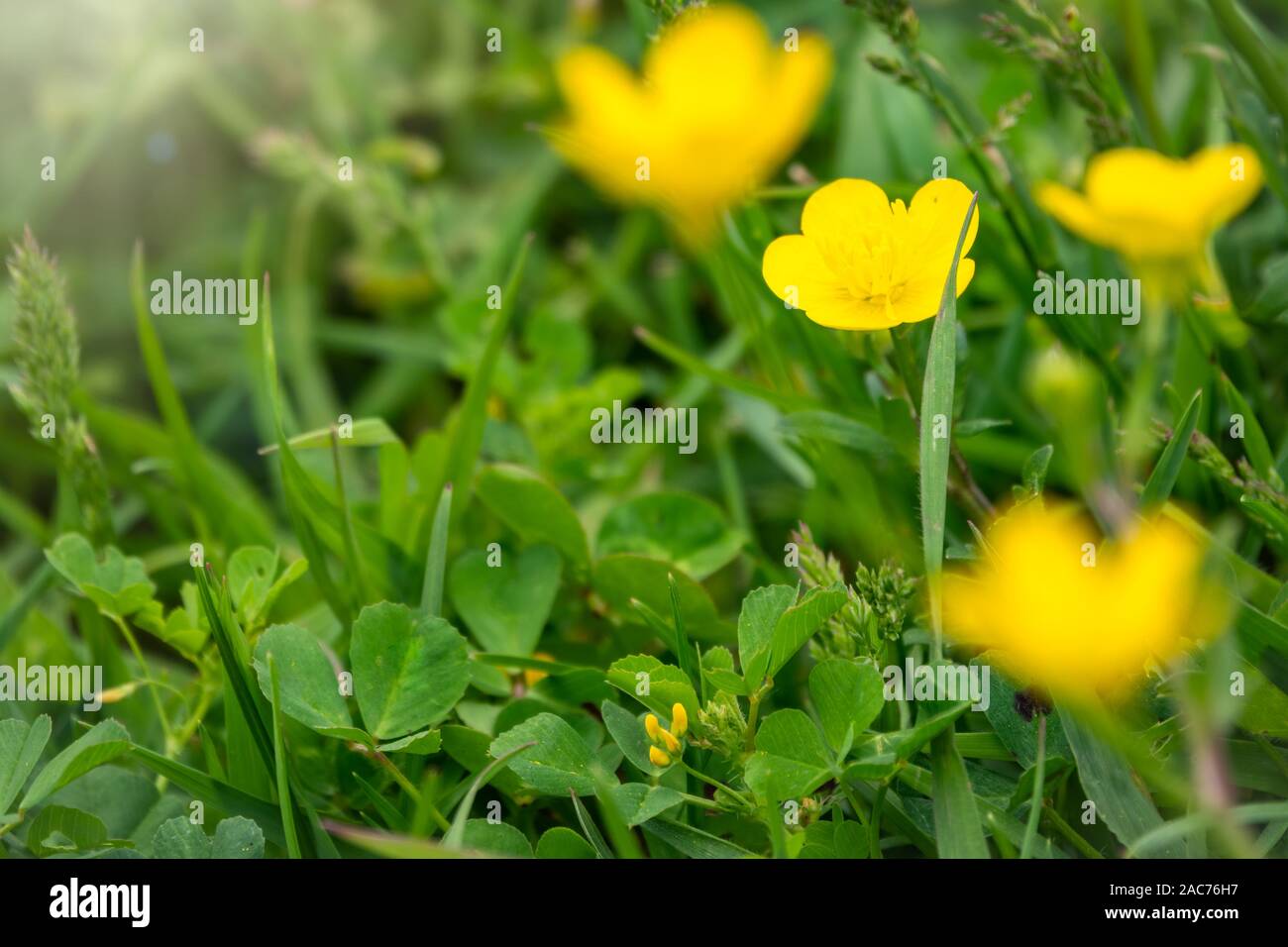 Yellow flowers of buttercup mountain Ranunculus montanus. Yellow flowers with blured background. Summer or spring background. Stock Photo