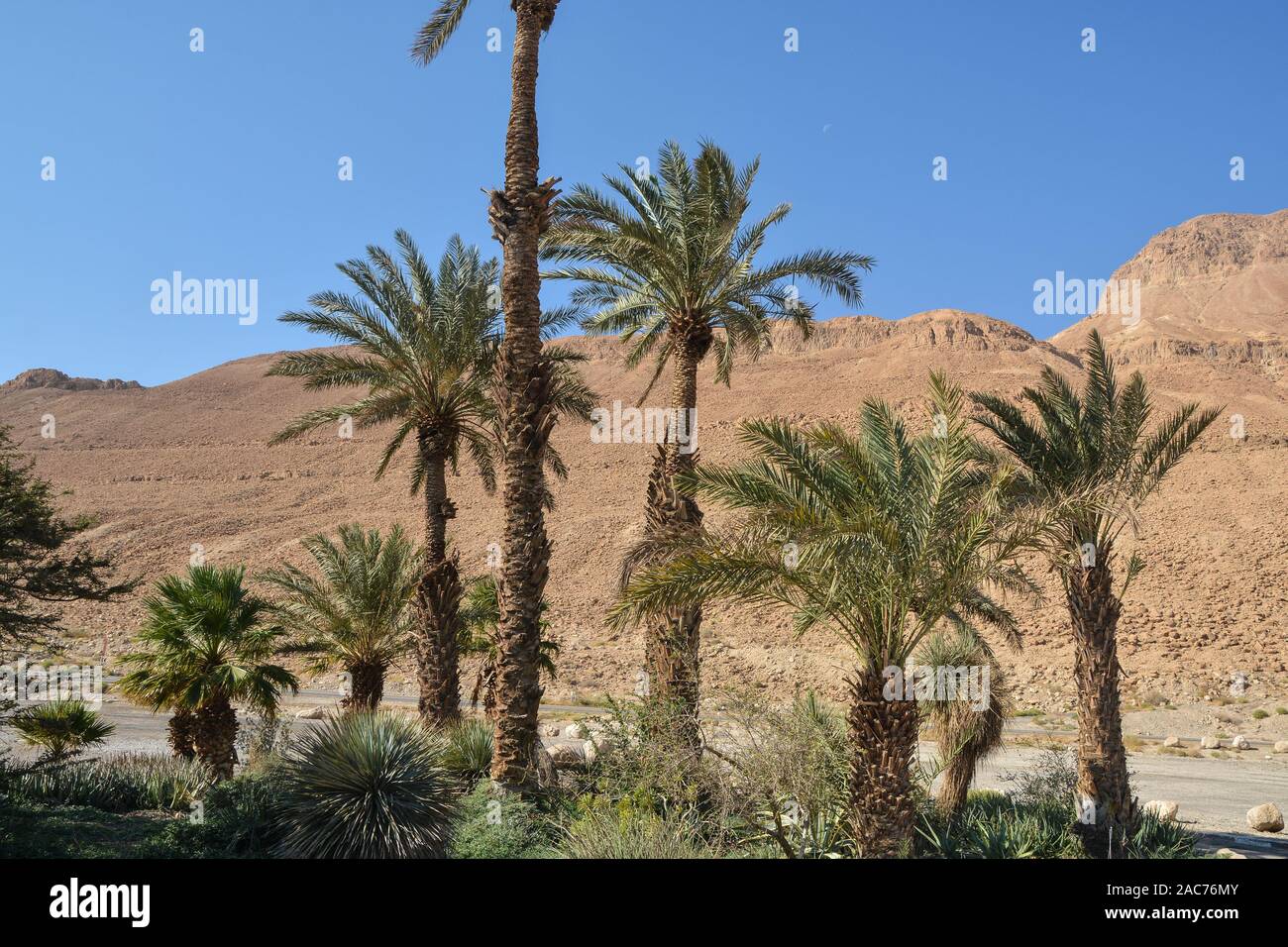 Judean desert in the east of Israel. Desert landscape of Israel at the end of autumn. Stock Photo