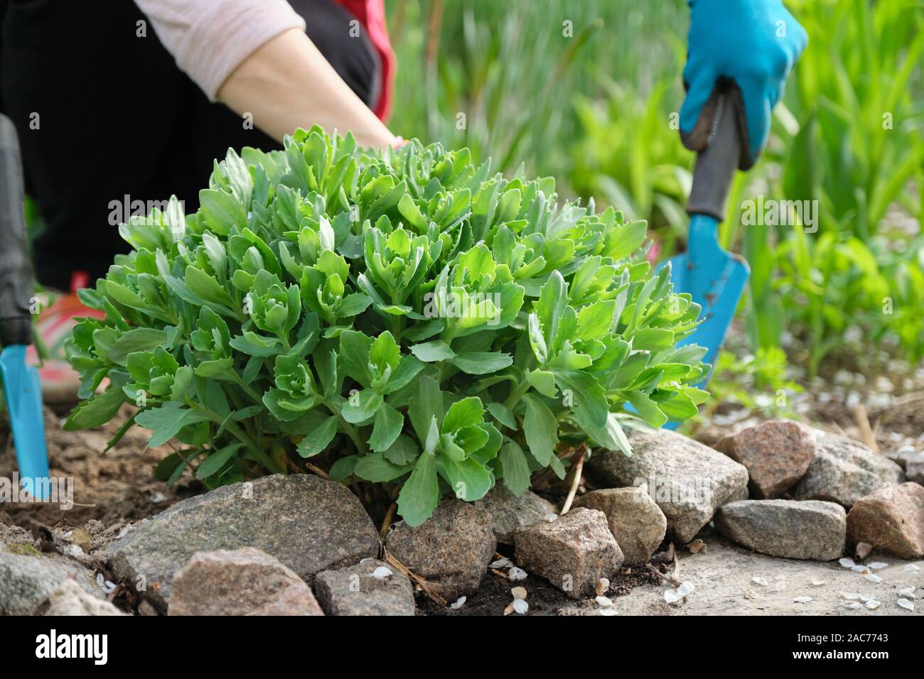 Spring Work In The Garden Woman Hands In Gloves With Garden Tools In Foreground Young Green Bush Sedum Telephium Stonecrop Stock Photo Alamy