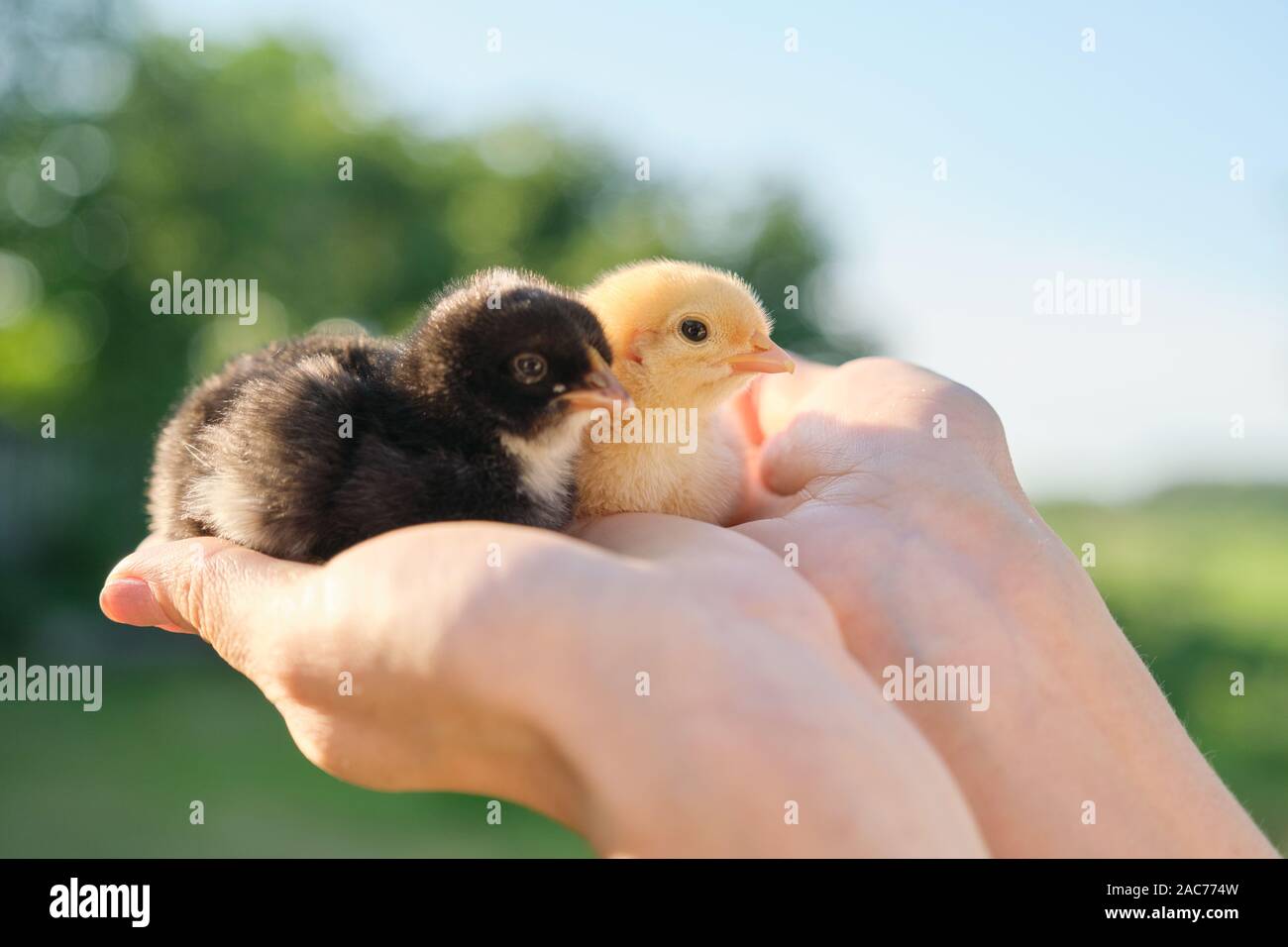 Close up of two baby chicks in woman hand. Newborn chickens yellow and black together, sky nature background Stock Photo