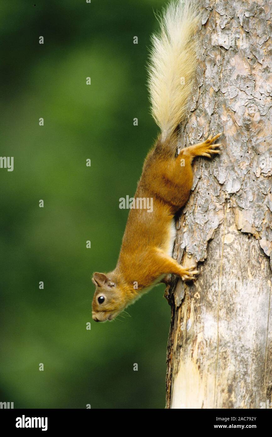 Eichhörnchen klettert an einem Baum hinunter, (Sciurus), Stock Photo
