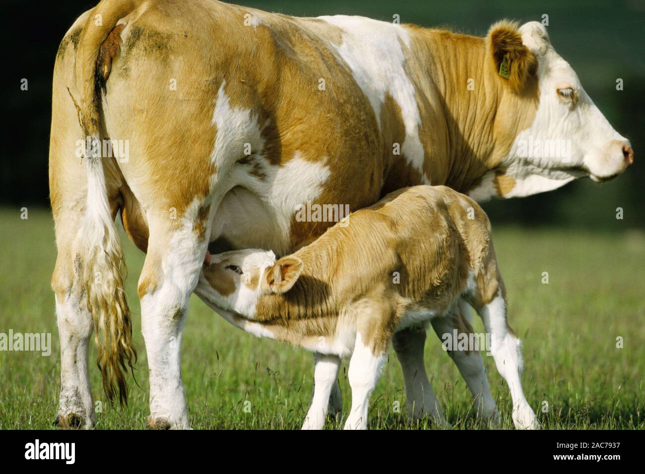 Kuh mit Kalb - Fleckvieh Stock Photo