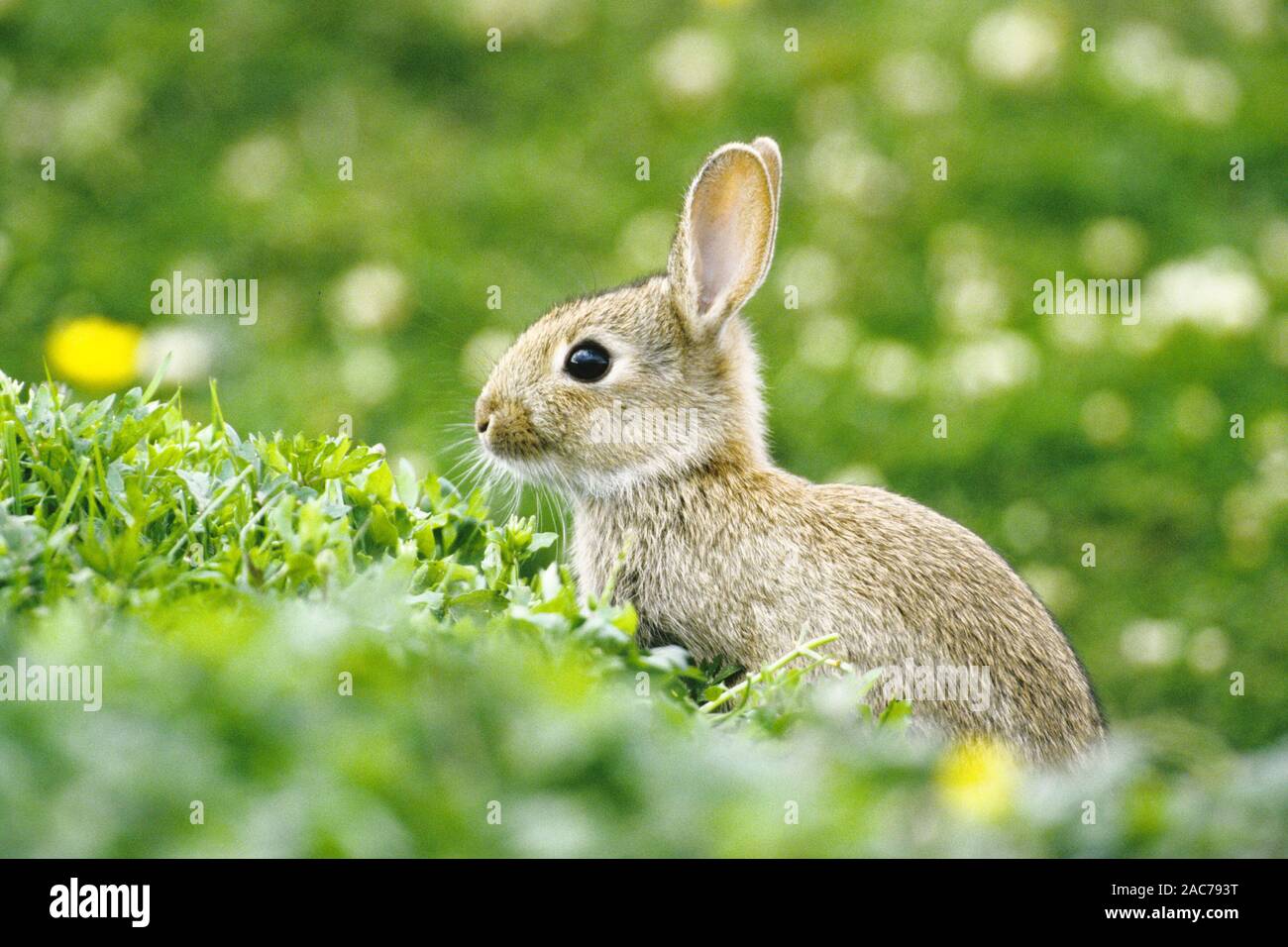 Junges Wildkaninchen, (Oryctolagus cuniculus), Stock Photo