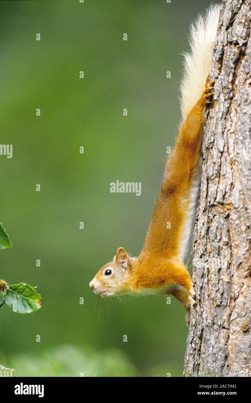 Eichhörnchen klettert an einem Baum, (Sciurus), Stock Photo