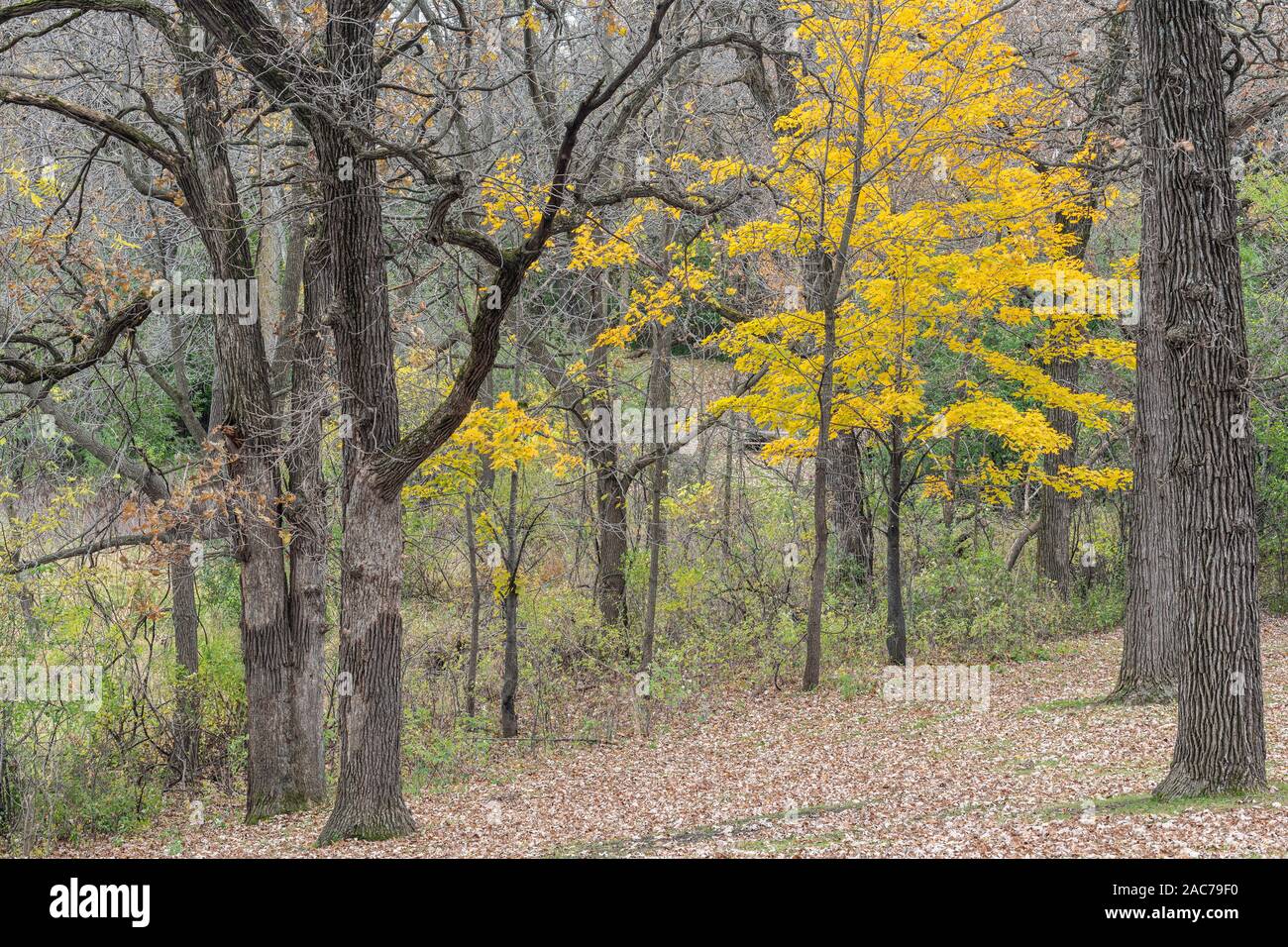 Deciduous forest, Minnesota, USA, Autumn, by Dominique Braud/Dembinsky Photo Assoc Stock Photo