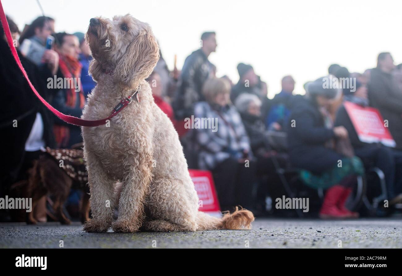 A dog looks up at his owner as Labour Party leader Jeremy Corbyn gives a speech during a rally in Whitby, while on the General Election campaign trail. Stock Photo