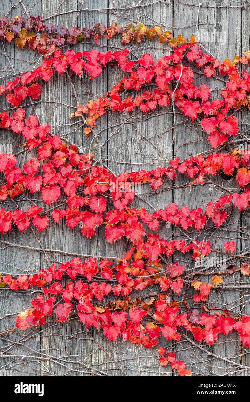 Red vines growing on fence, Autumn, E USA, by Dominique Braud/Dembinsky