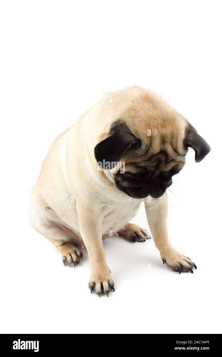 Cute pug dog looking innocent. Very sad dog isolated Stock Photo