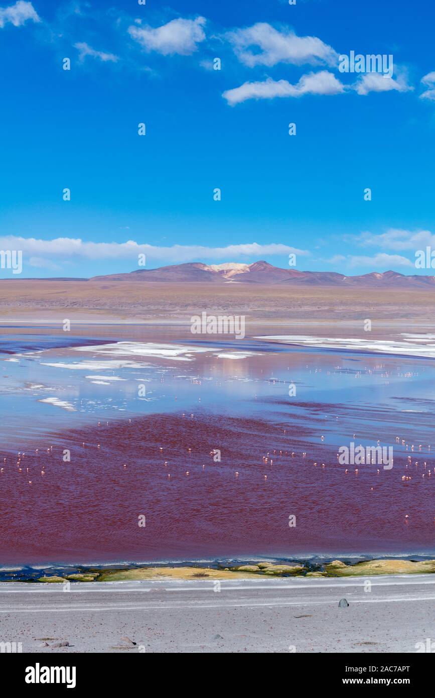 Laguna Colorada, Reserva de Fauna Andina Eduardo Avaroa, southern Altiplano, Department Potosi, Andes Mountains, Southwest Bolivia, Latin America Stock Photo