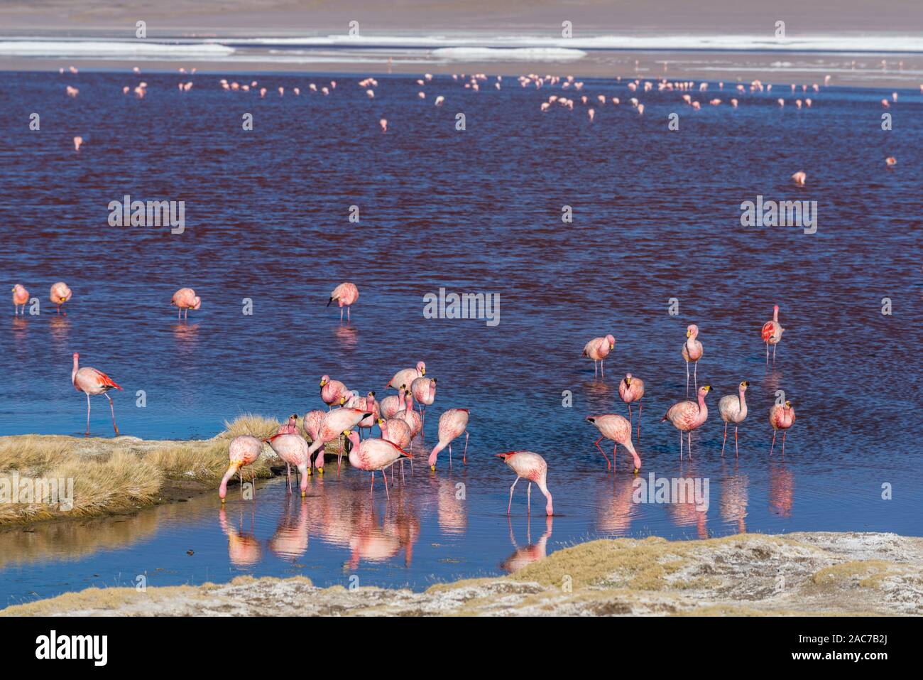 James Flamingoes ( phoenicoparrus andinus), Laguna Colorada, Reserva de Fauna Andina Eduardo Avaroa, southern Altiplano, Potosi, Southwest Bolivia, Stock Photo