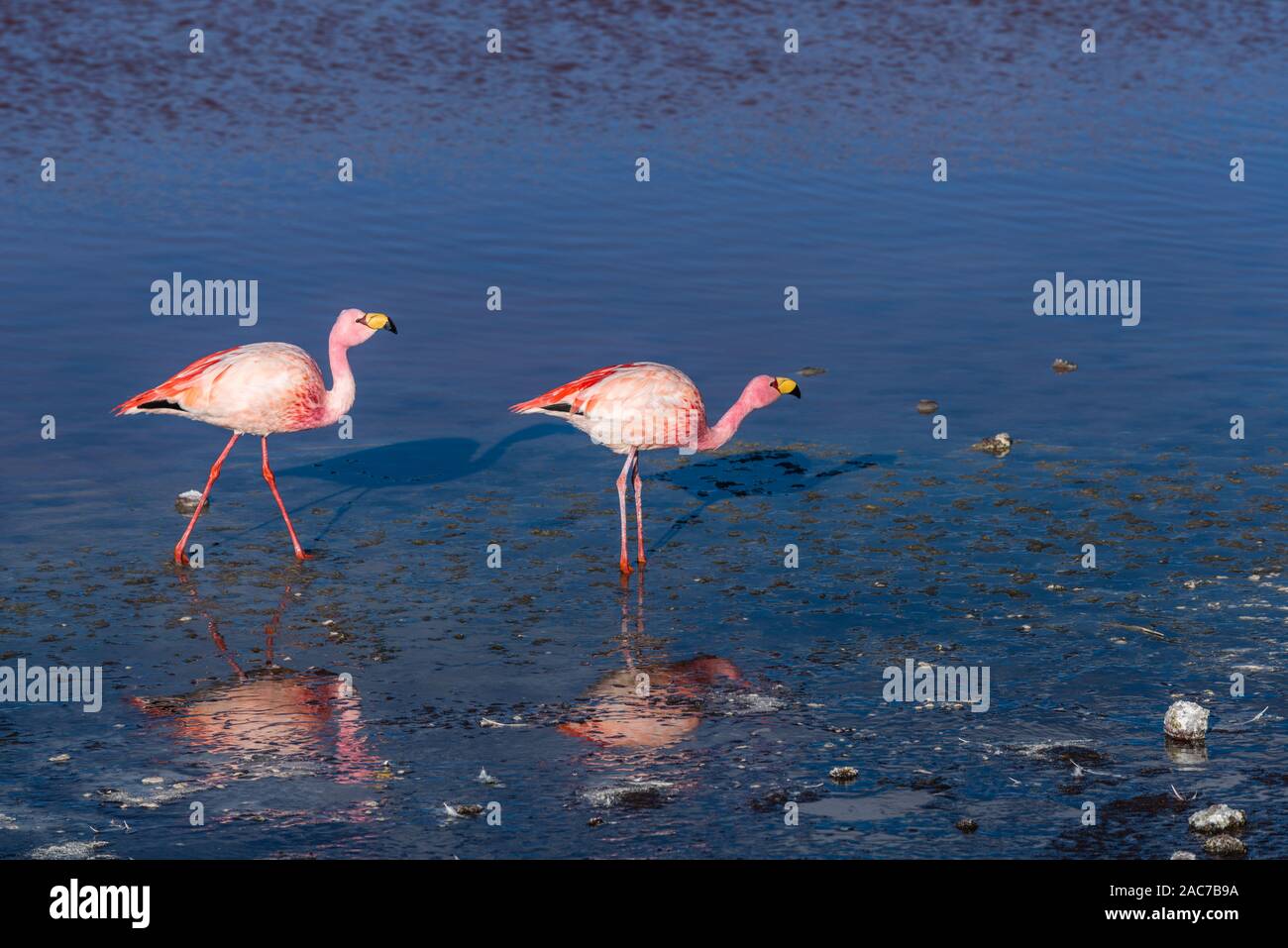James Flamingoes ( phoenicoparrus andinus), Laguna Colorada, Reserva de Fauna Andina Eduardo Avaroa, southern Altiplano, Potosi, Southwest Bolivia, Stock Photo