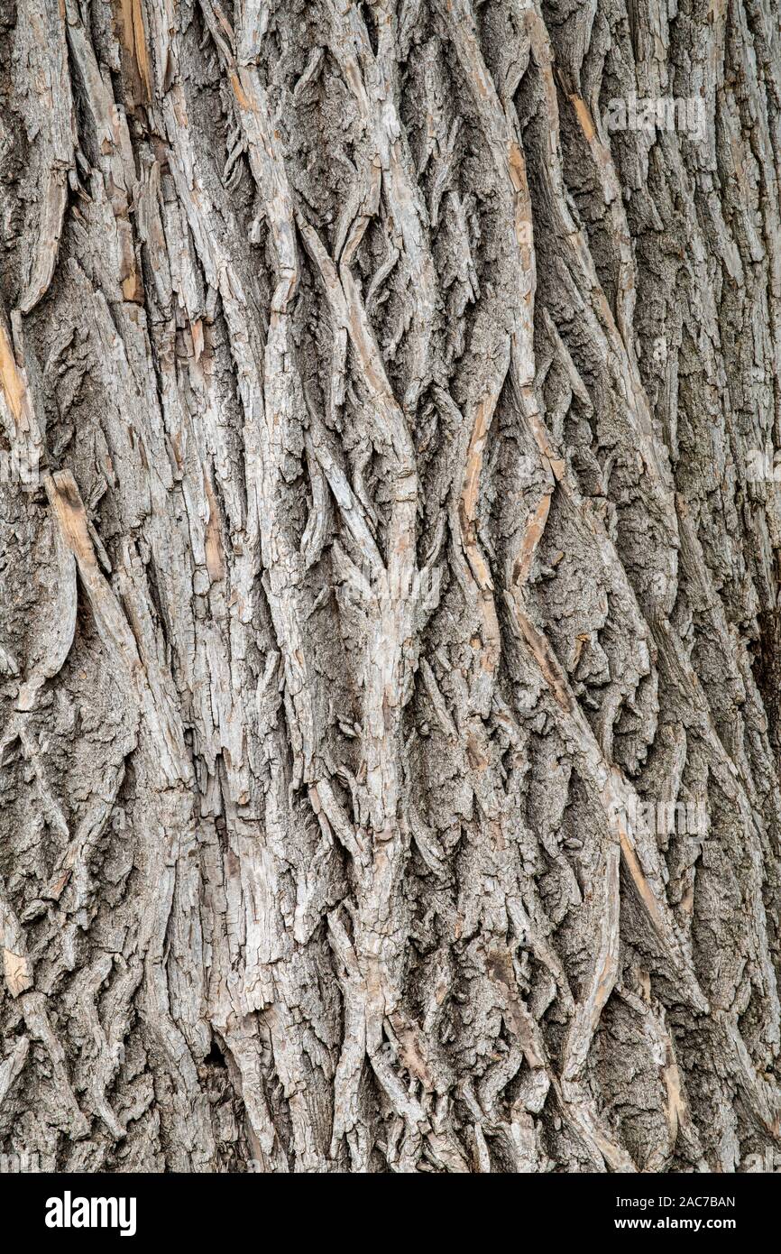 Ash tree bark hires stock photography and images Alamy