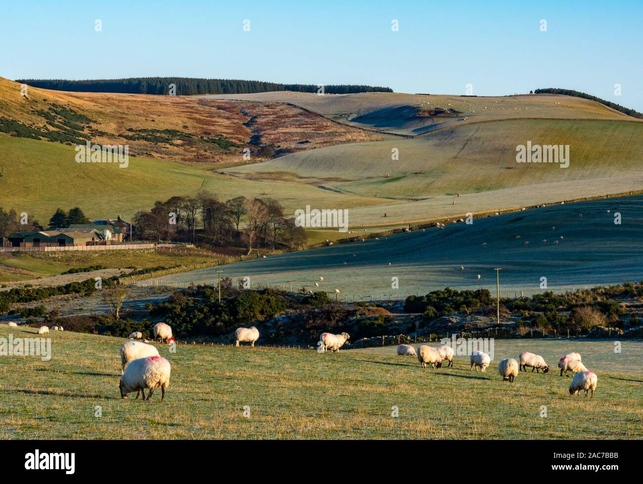 Flock of sheep grazing in field with frosty rolling hills, East Lothian, Scotland, UK Stock Photo