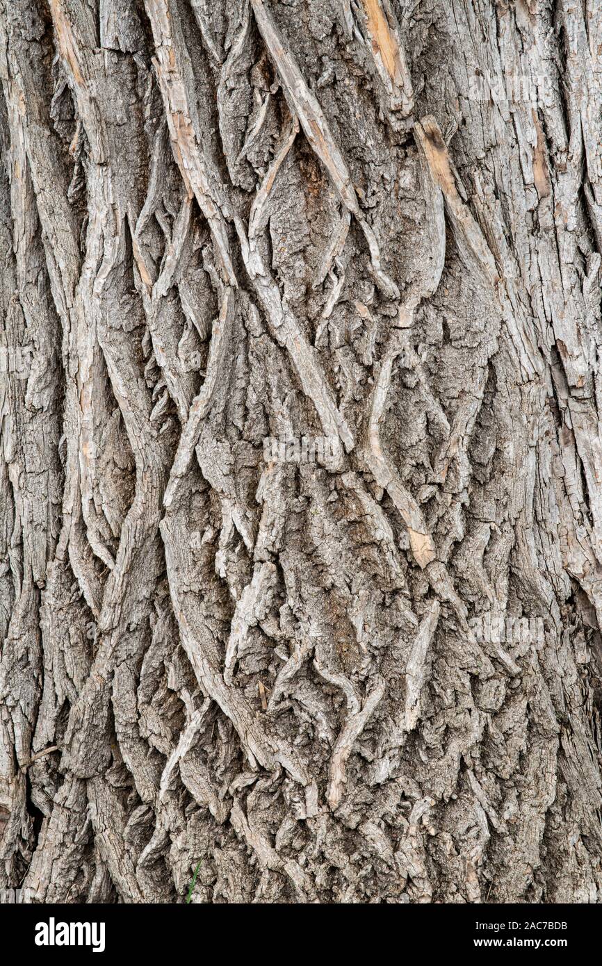 Bark of White Ash tree (Fraxinus by Dominique Braud/Dembinsky Photo Assoc Stock Photo
