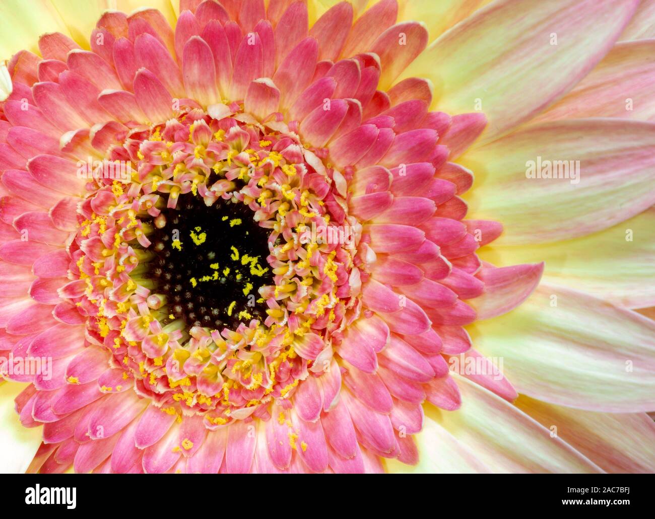 Close up image of beautiful pink and yellow gerbera flower Stock Photo