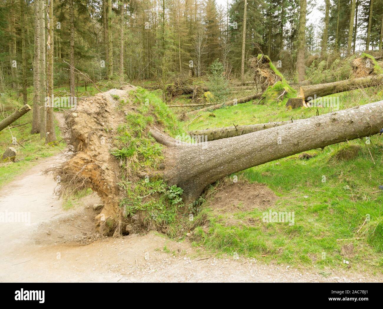 Large trees blown down by strong storm winds Stock Photo