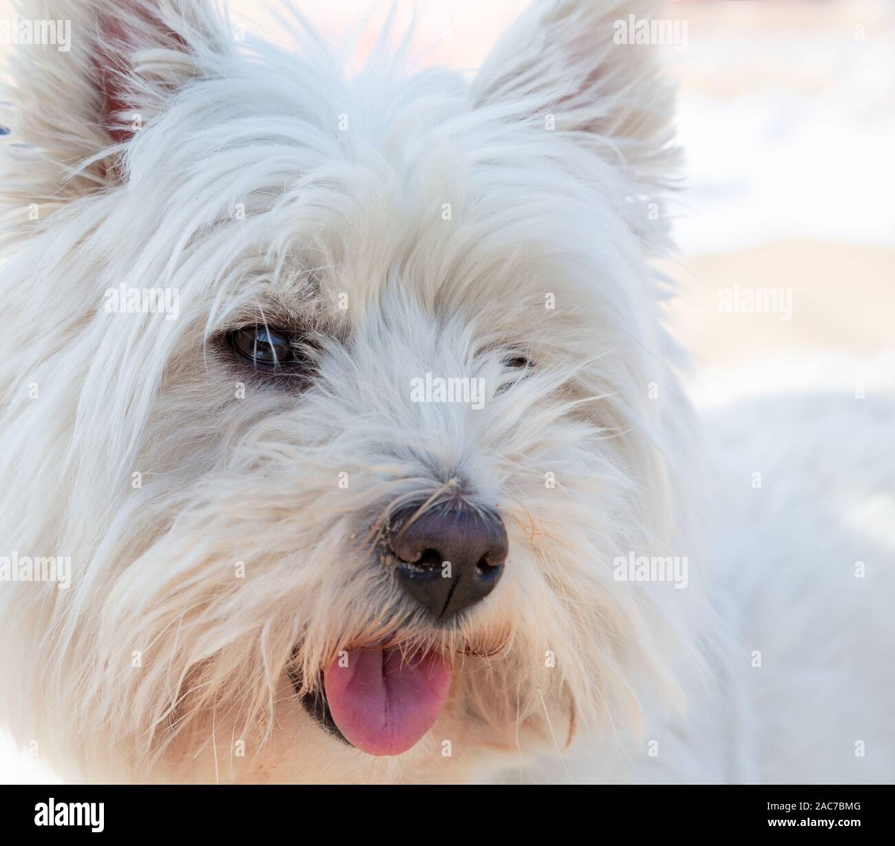 Portrait of a west highland terrier Stock Photo