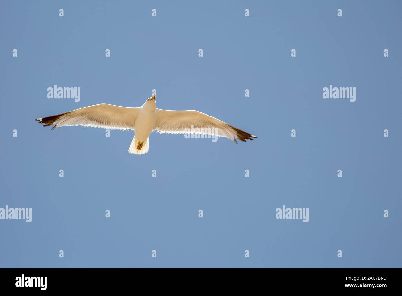 Single seagull in flight on grey blue sky Stock Photo