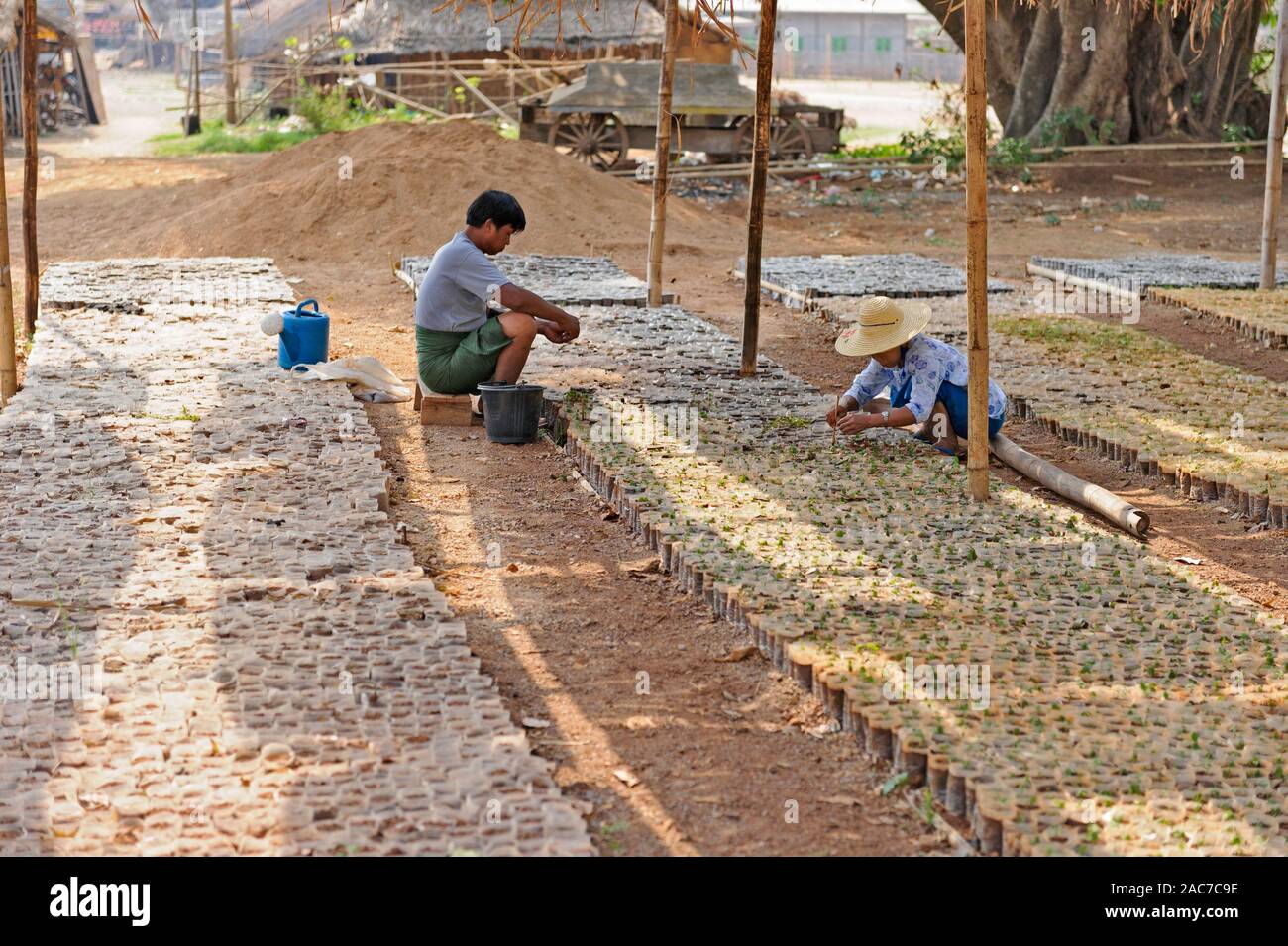 Cultivating teak seedlings at  a tree nursery in Taunggi, Shan State Myanmar Stock Photo