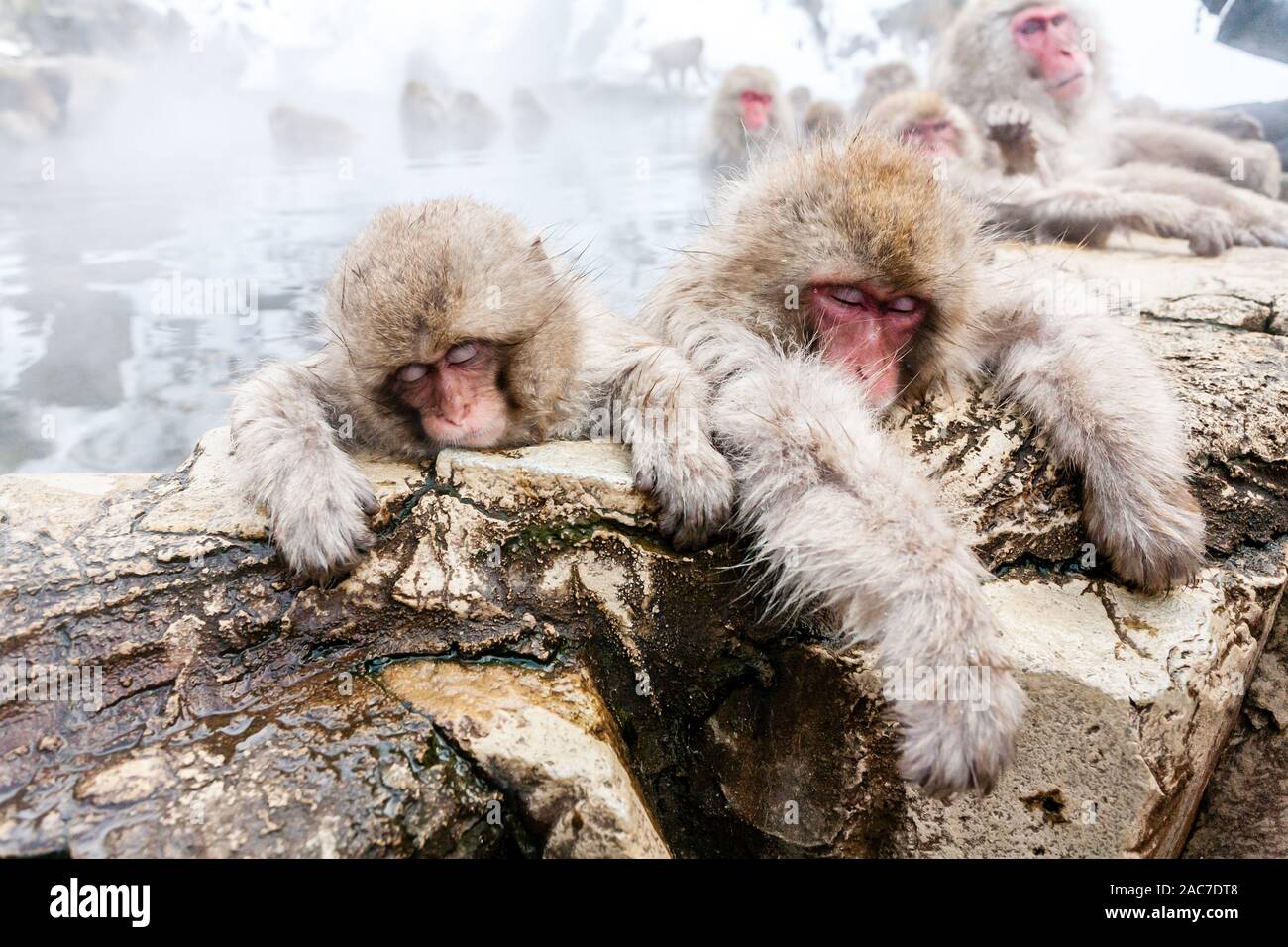 Sleeping Snow monkeys from Jigokudani Monkey Park in Japan, Nagano Prefecture. Cute Japanese macaques sitting in a hot spring. Stock Photo