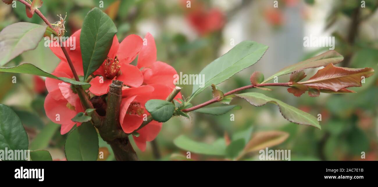 Red tree flowers on a branch Stock Photo