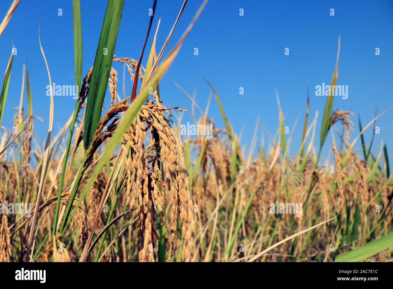 Rice plants on blue background. Rice plant in paddy field under blue ...