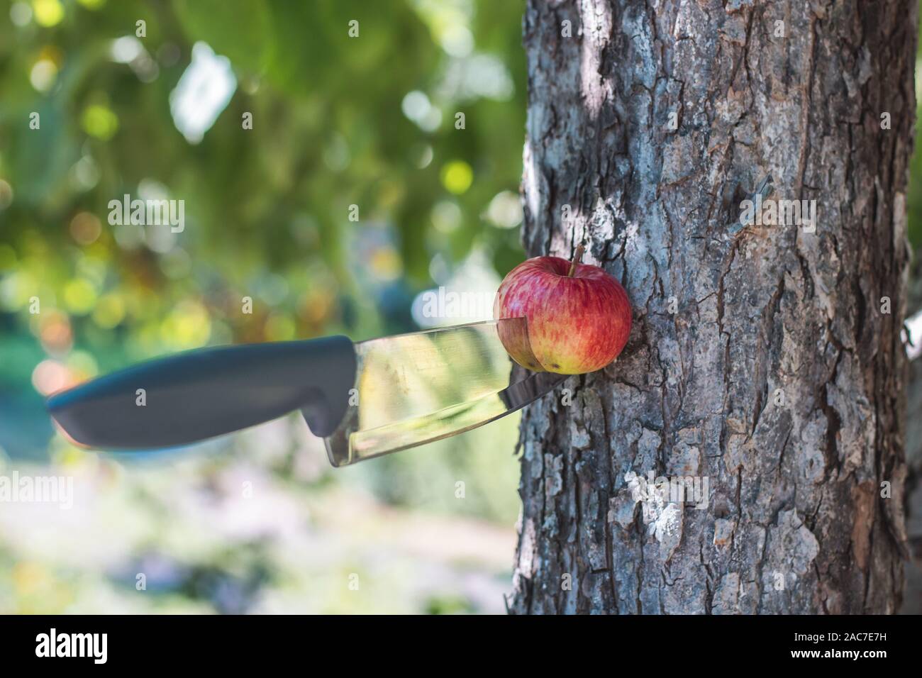 Steel arms. Throwing a knife. The knife stuck in the bark of a tree. The knife hit the target Stock Photo