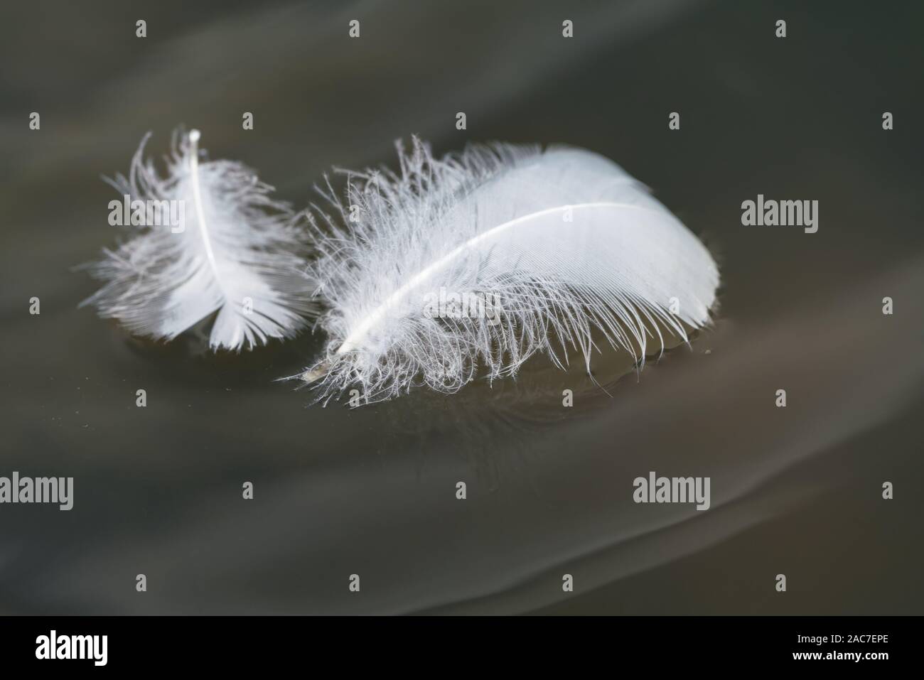 A couple of goose feathers floating on a pond creates a relaxing, soft emotion. I love how they