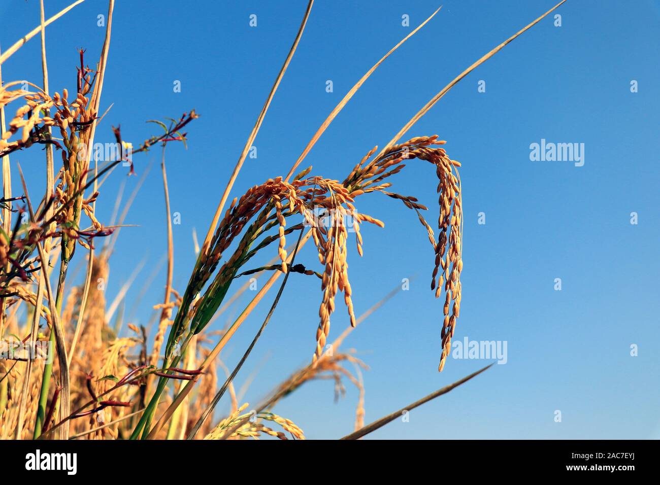 Rice plants on blue background. Rice plant in paddy field under blue ...