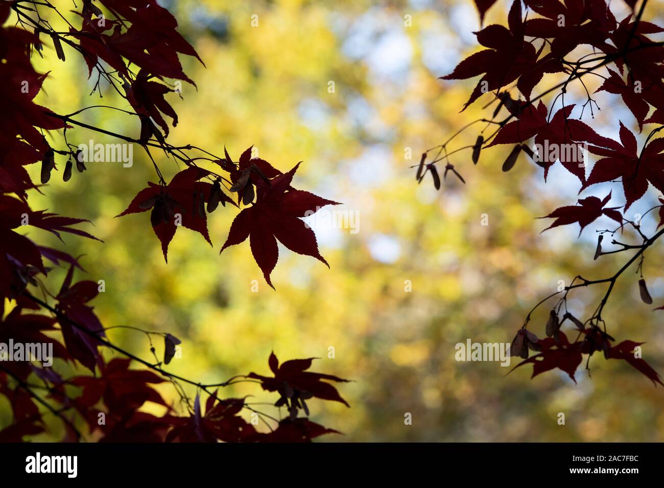 Acer Palmatum Osakazuki. Japanese Maple in autumn Stock Photo