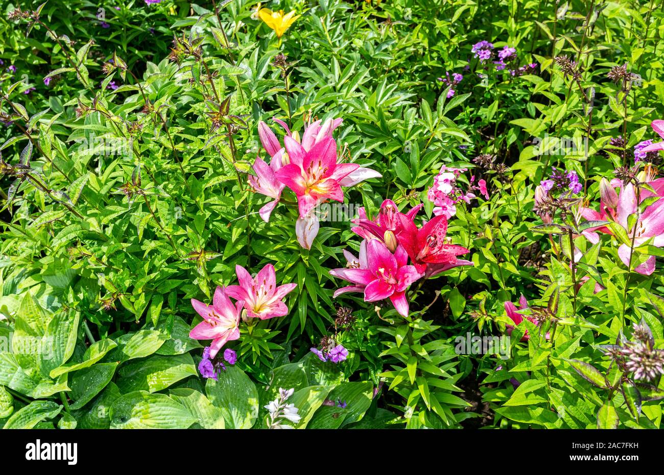 Decorative red flowers hi-res stock photography and images - Alamy