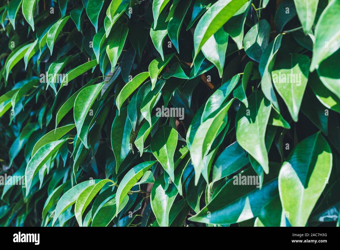 Green leaves, texture, background for screensaver, sunlight Stock Photo Alamy