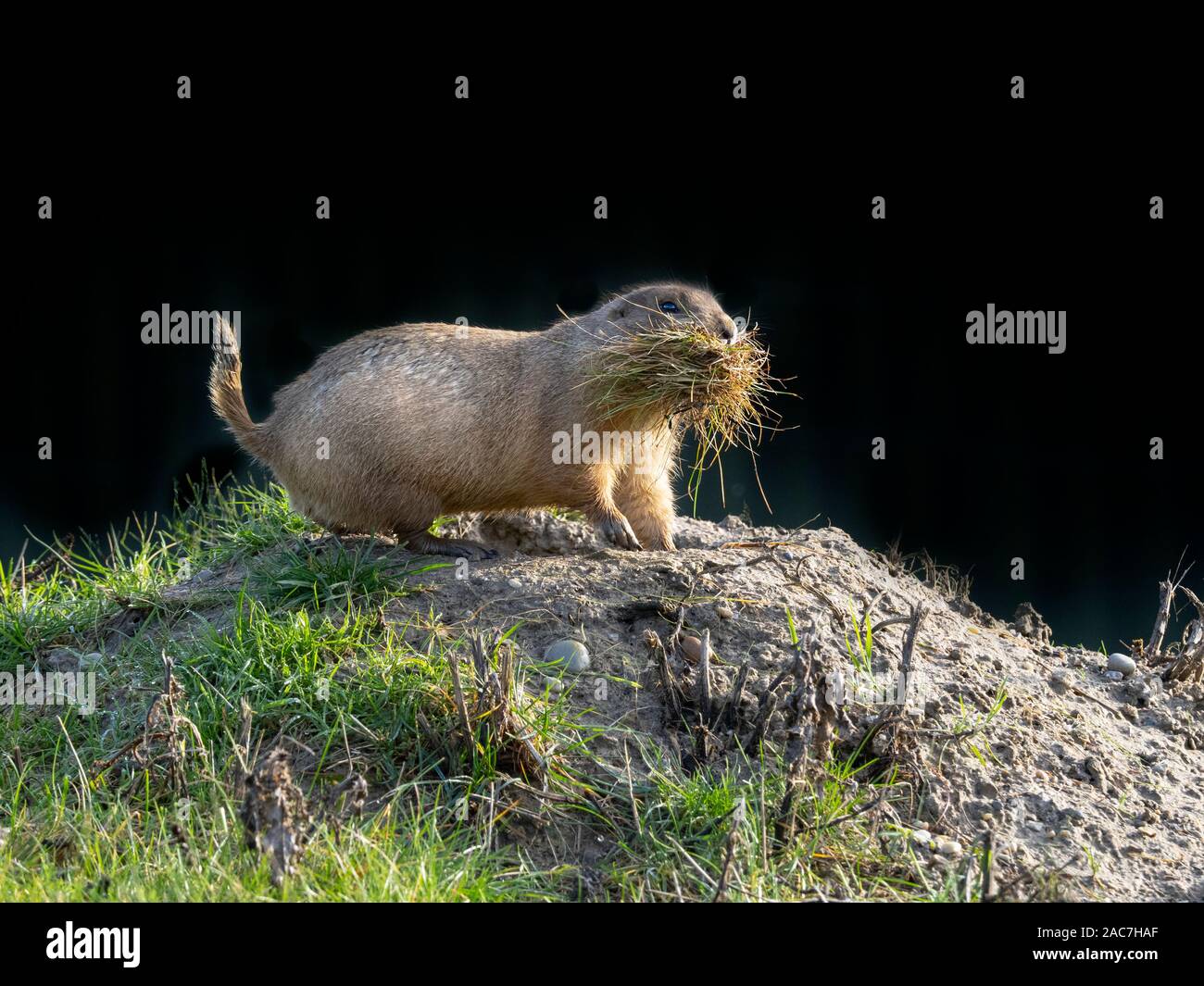 Black-tailed prairie dog Cynomys ludovicianus collecting bedding Stock Photo