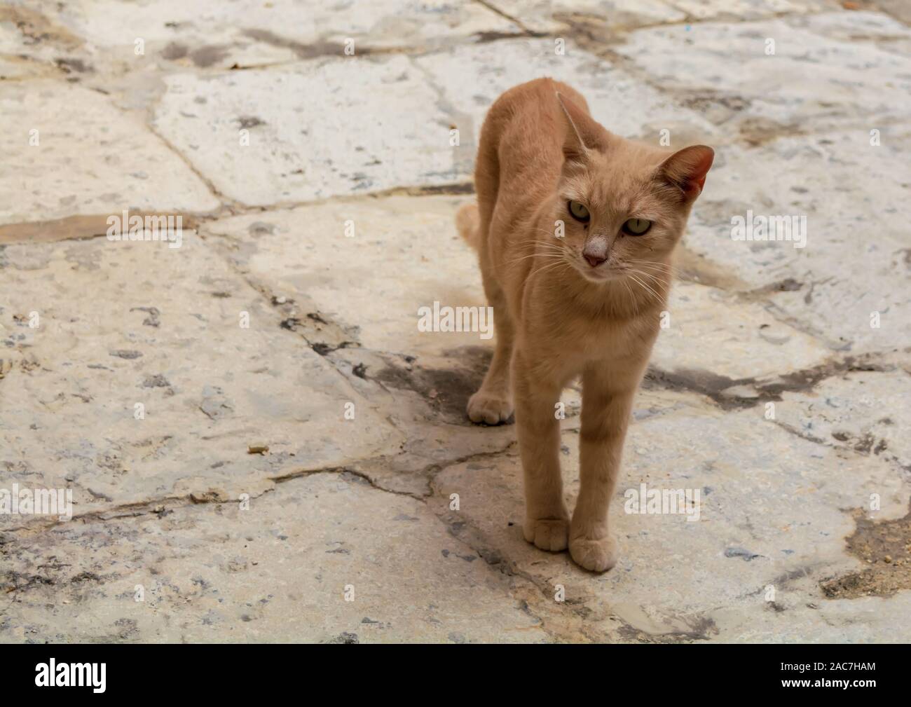 Cats of Malta - stray ginger tabby cat standing at Cospicua street and looking to the side. Stock Photo