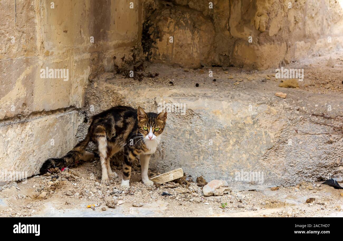 Cats of Malta - stray tabby cat with green eyes Stock Photo