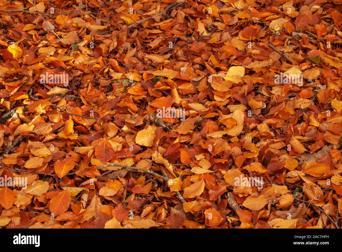 Leaves covering forest floor hi-res stock photography and images - Alamy
