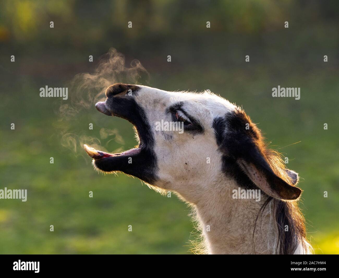 Domestic Llama Lama glama yawning in cold weather Stock Photo