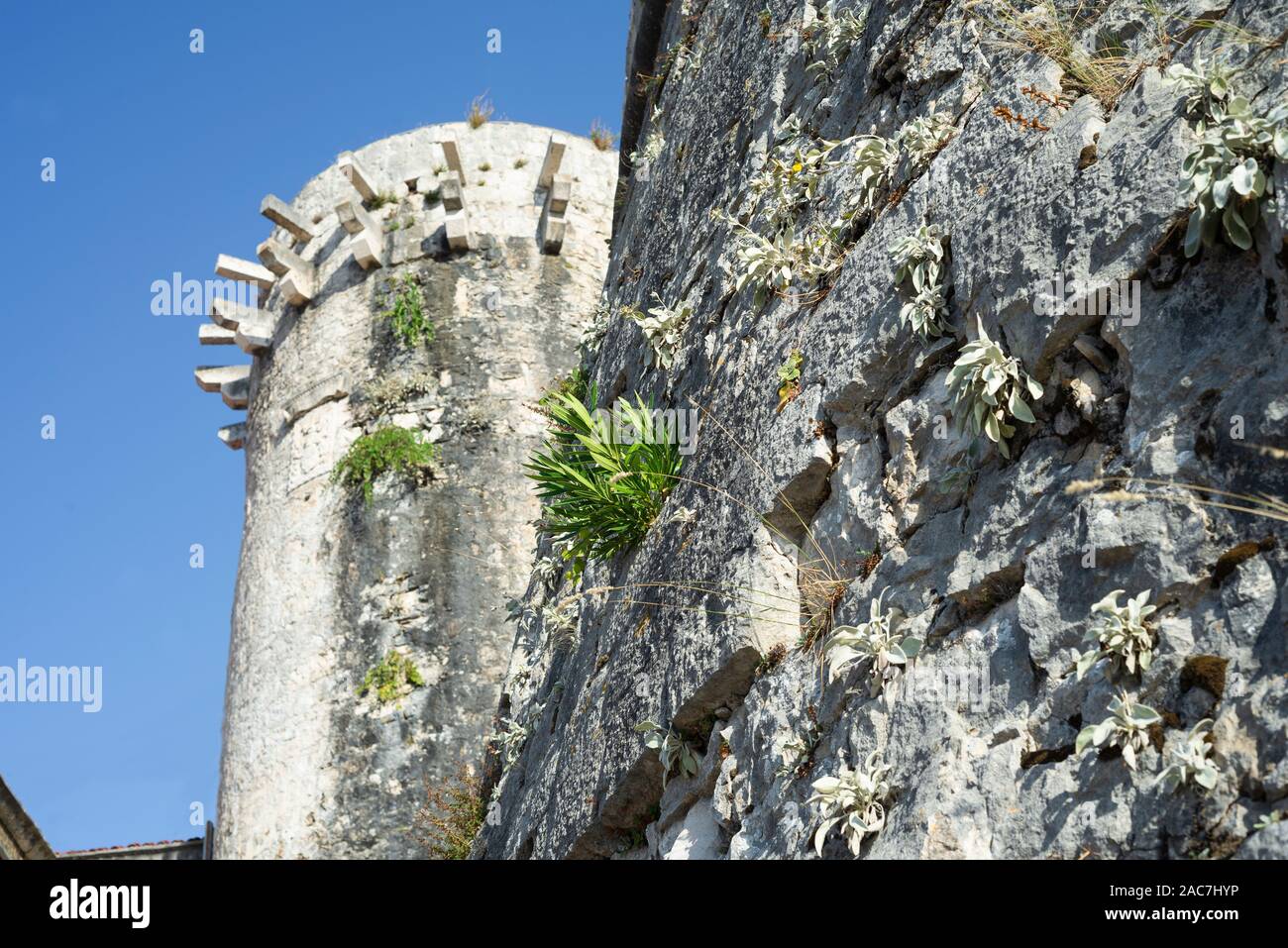 Weed on wall hi-res stock photography and images - Alamy